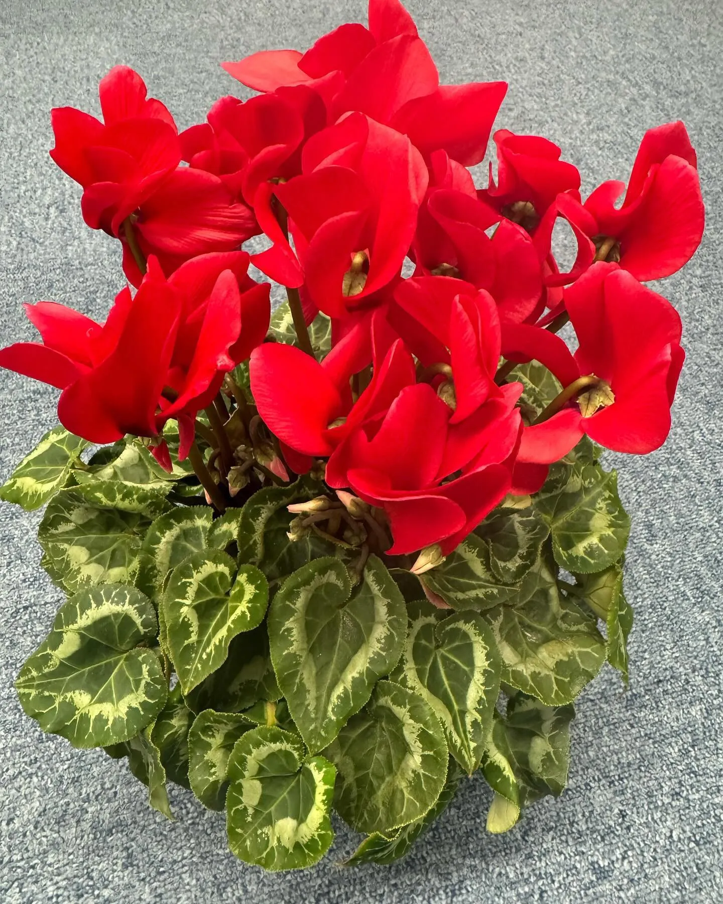皆様🌟生徒様からいただいたシクラメンのお花に心が温まります🌺...